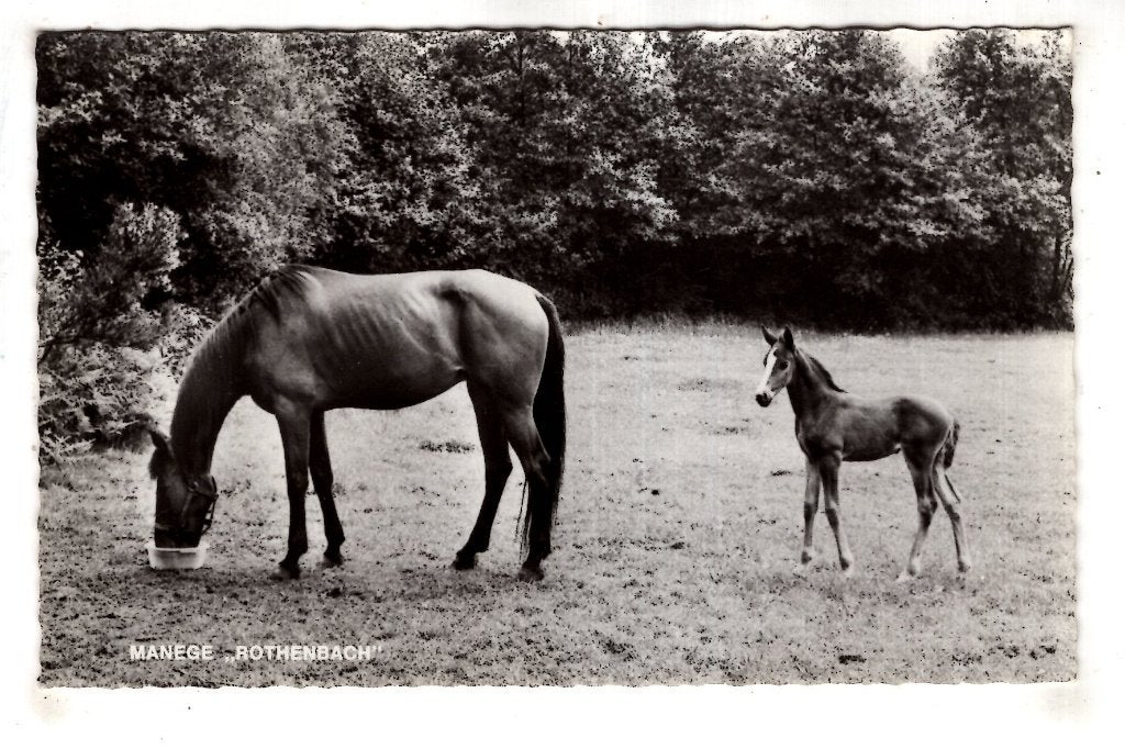 Vlodrop Manege  Rothenbach, Ophalen of Verzenden, 1940 tot 1960, Limburg