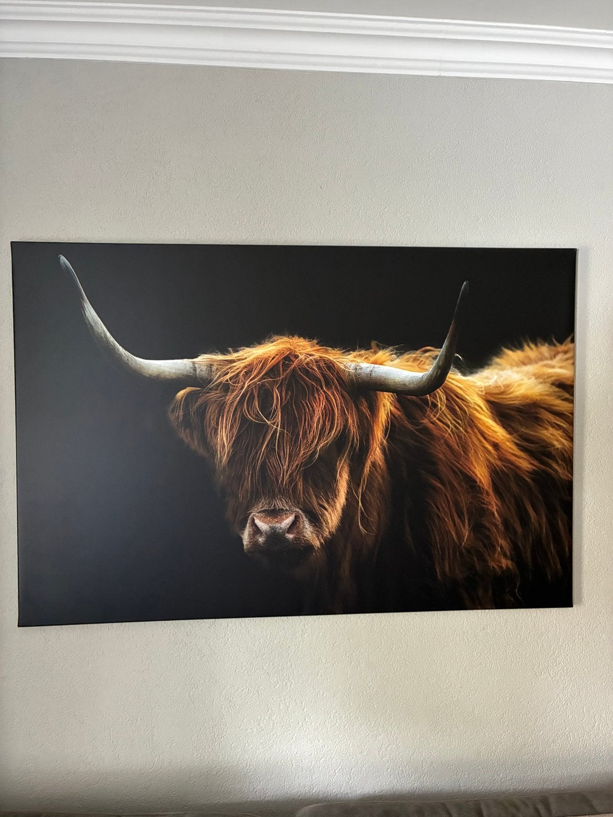 Schilderij Schotse Hooglander - Canvas, Ophalen, 50 tot 75 cm, Zo goed als nieuw, Schilderij
