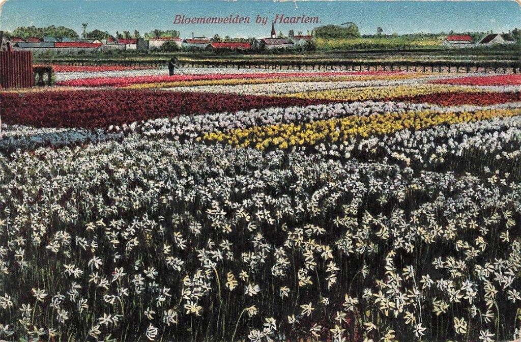 703-459-017 Bloemenvelden bij Haarlem, Verzenden, Voor 1920, Noord-Holland
