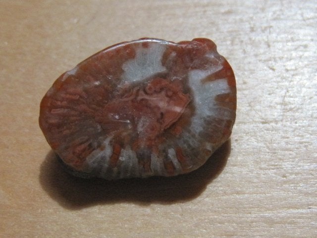 e. 9x aparte edelsteen HOORNKORAAL (5), Verzenden, Nieuw