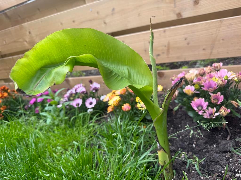 Bananenplant Musa Basjoo - 35 cm hoog, Tuin en Terras, Volle zon, Vaste plant, Bloeit niet, Ophalen