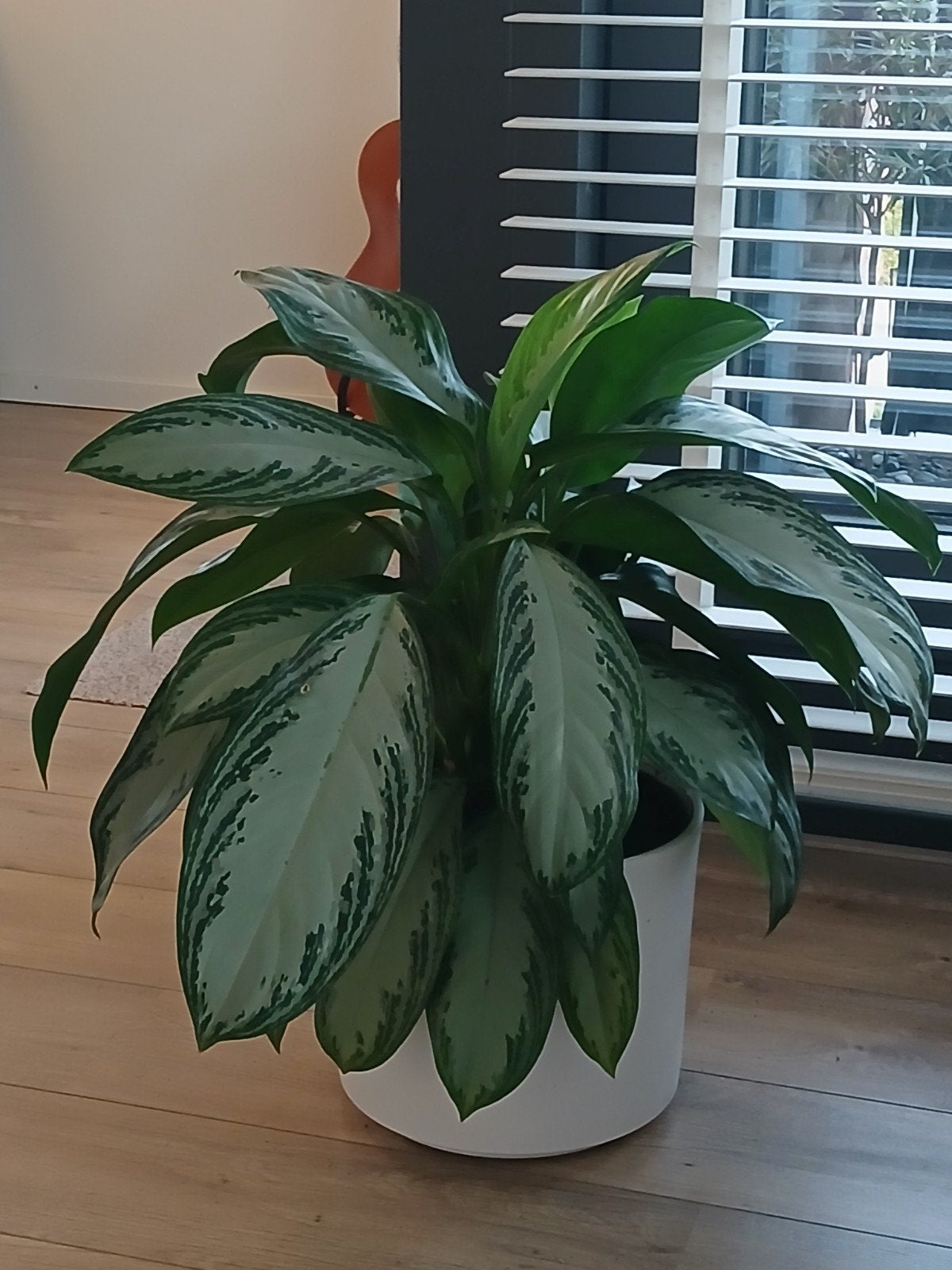 grote plant, Huis en Inrichting, Ophalen, Halfschaduw, Minder dan 100 cm