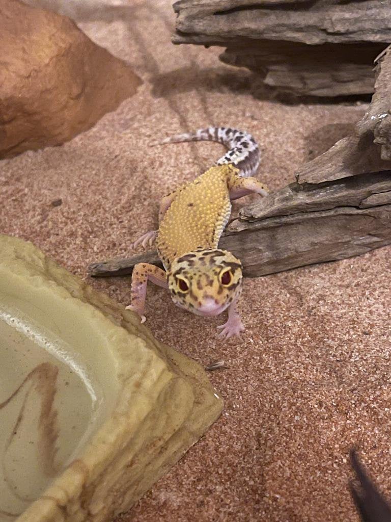 3 luipaard gekko vrouwtjes