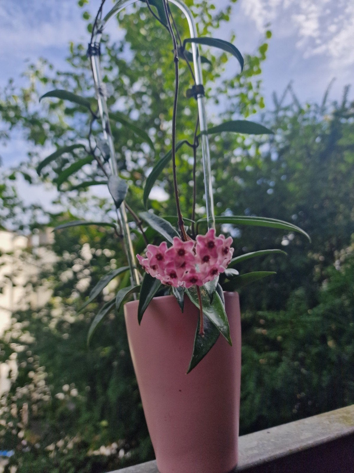 Hoya Minibelle, Ophalen, Minder dan 100 cm, Overige soorten, Lente