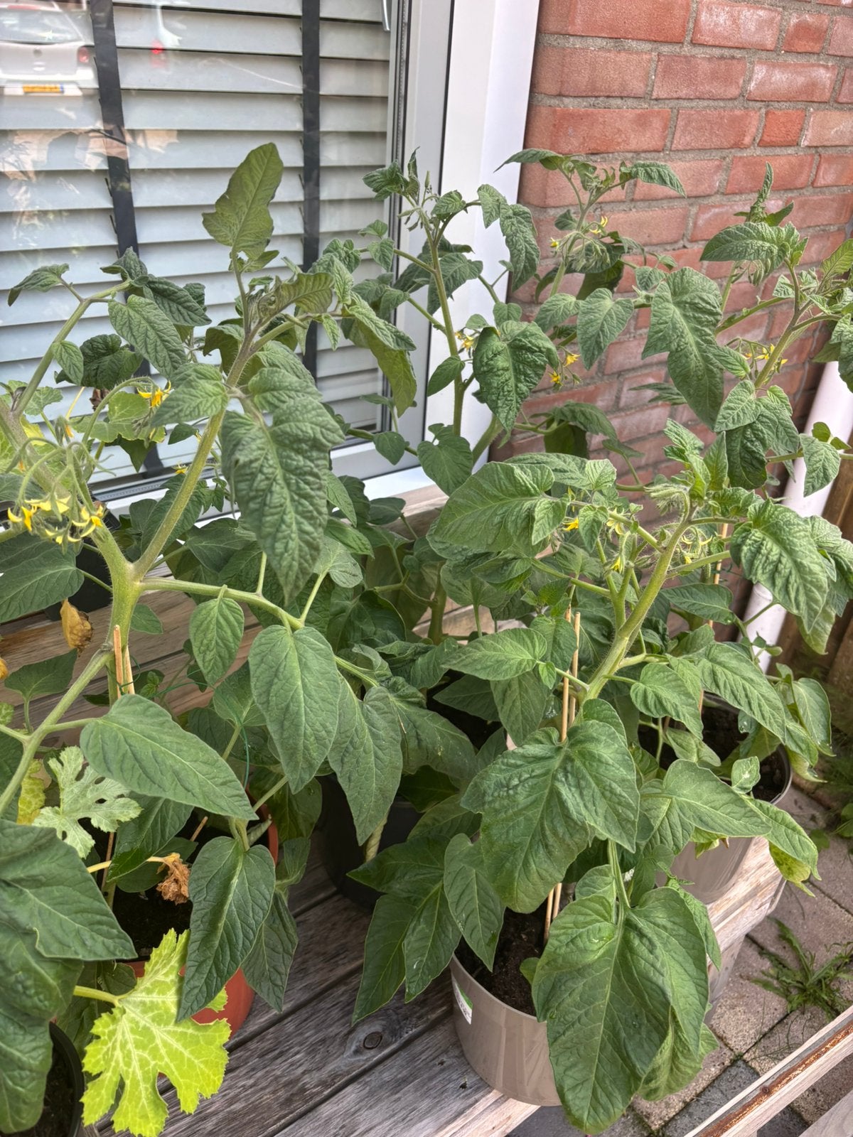 Tomatenplanten, cherrytomaten, Aubergine., Tuin en Terras, Ophalen, Eenjarig, Groenteplanten, Volle zon