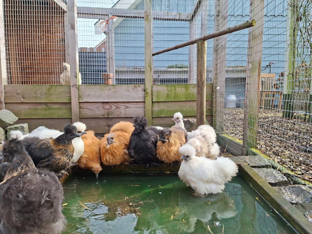 Zijdehoenders, Dieren en Toebehoren, Pluimvee, Kip, Meerdere dieren