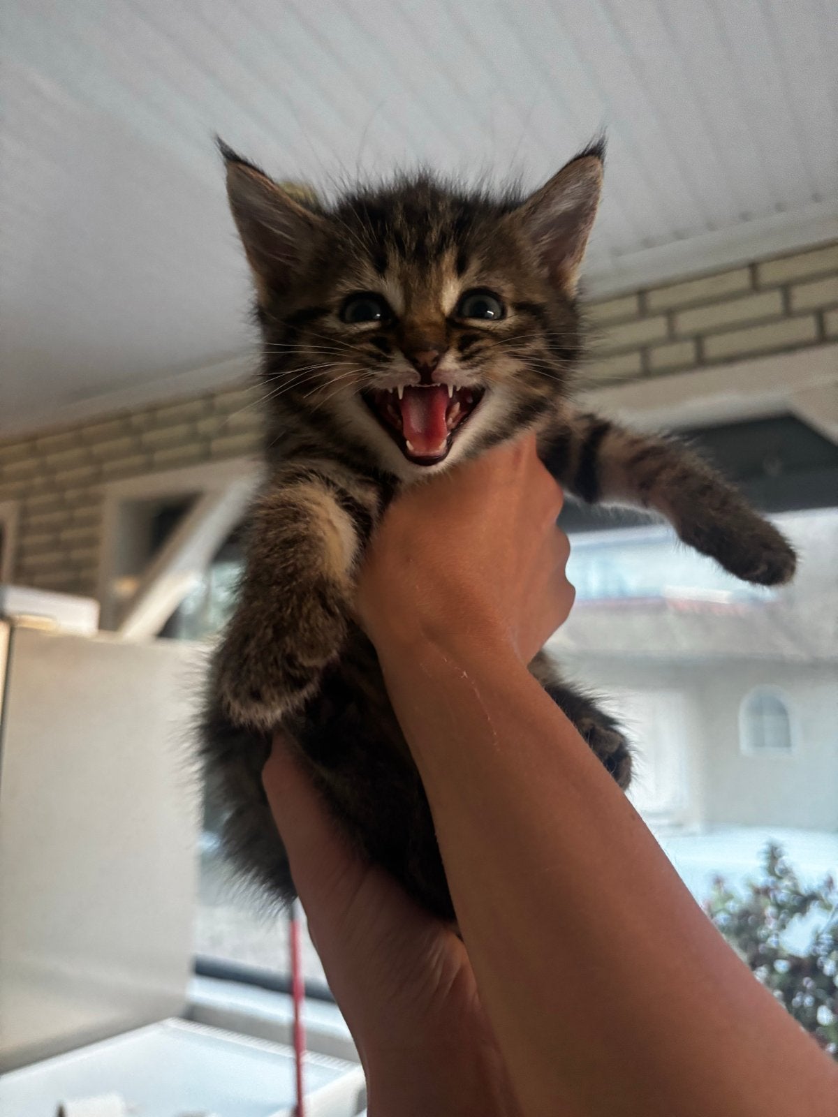 Kittens, Meerdere dieren