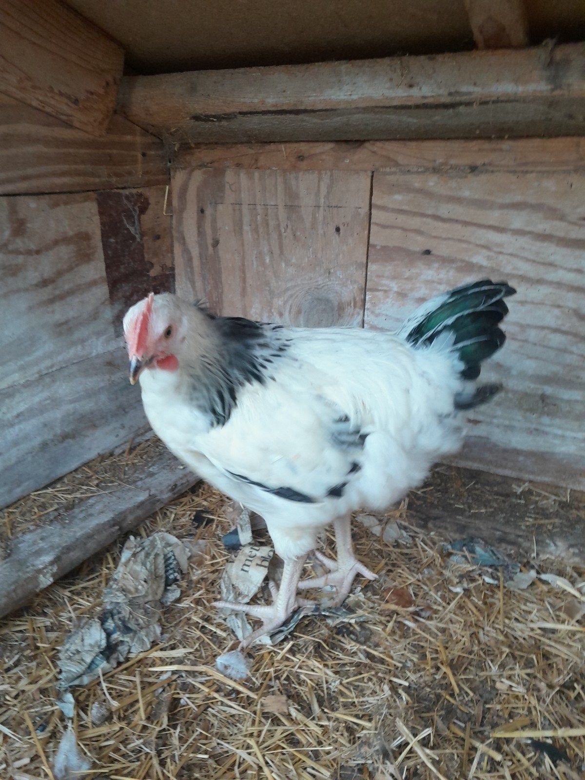 sussex hanen, Mannelijk, Kip
