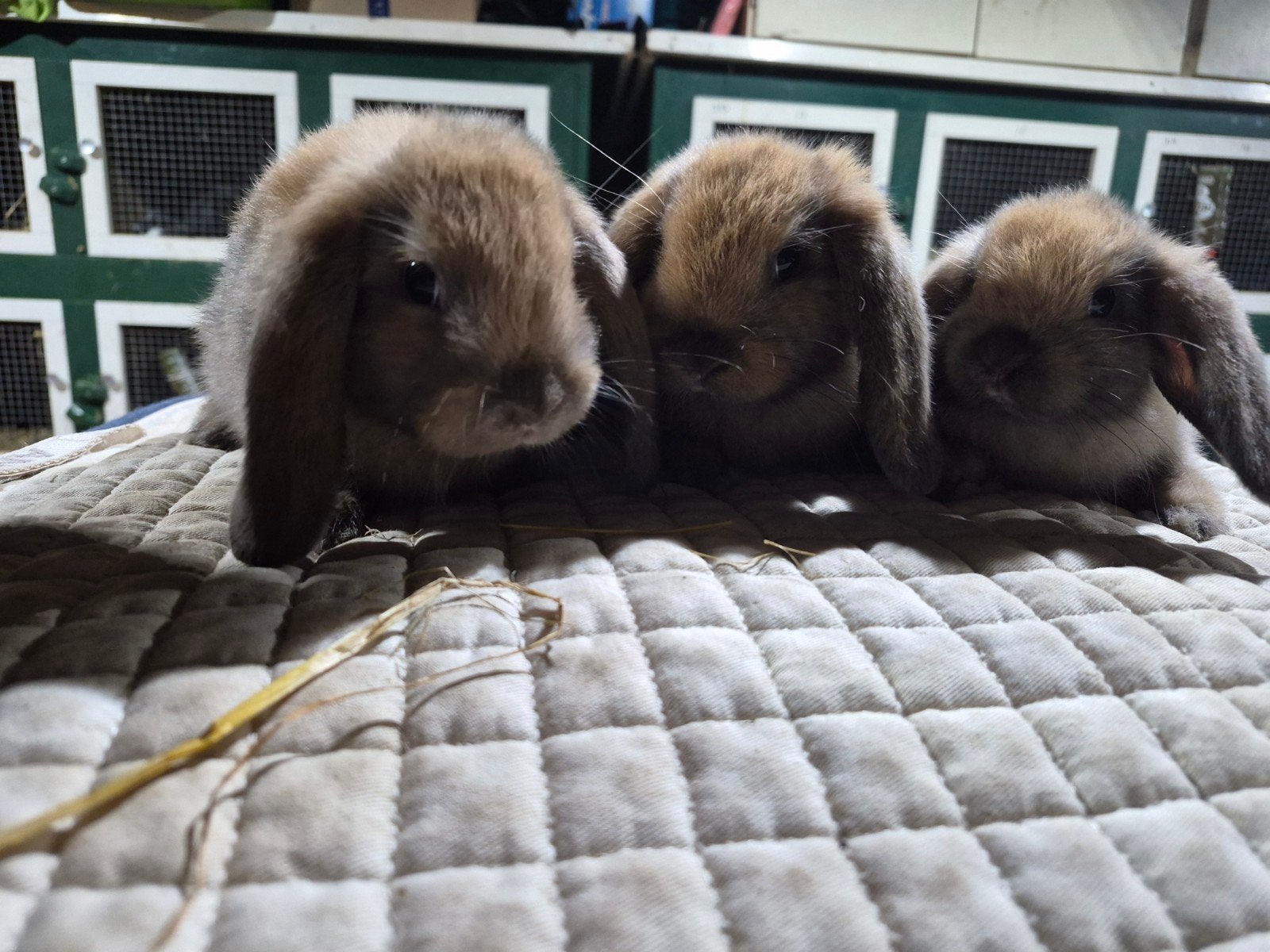 3 NHD rammetjes te koop, Dieren en Toebehoren, Konijnen, Dwerg, Mannelijk, 0 tot 2 jaar, Hangoor