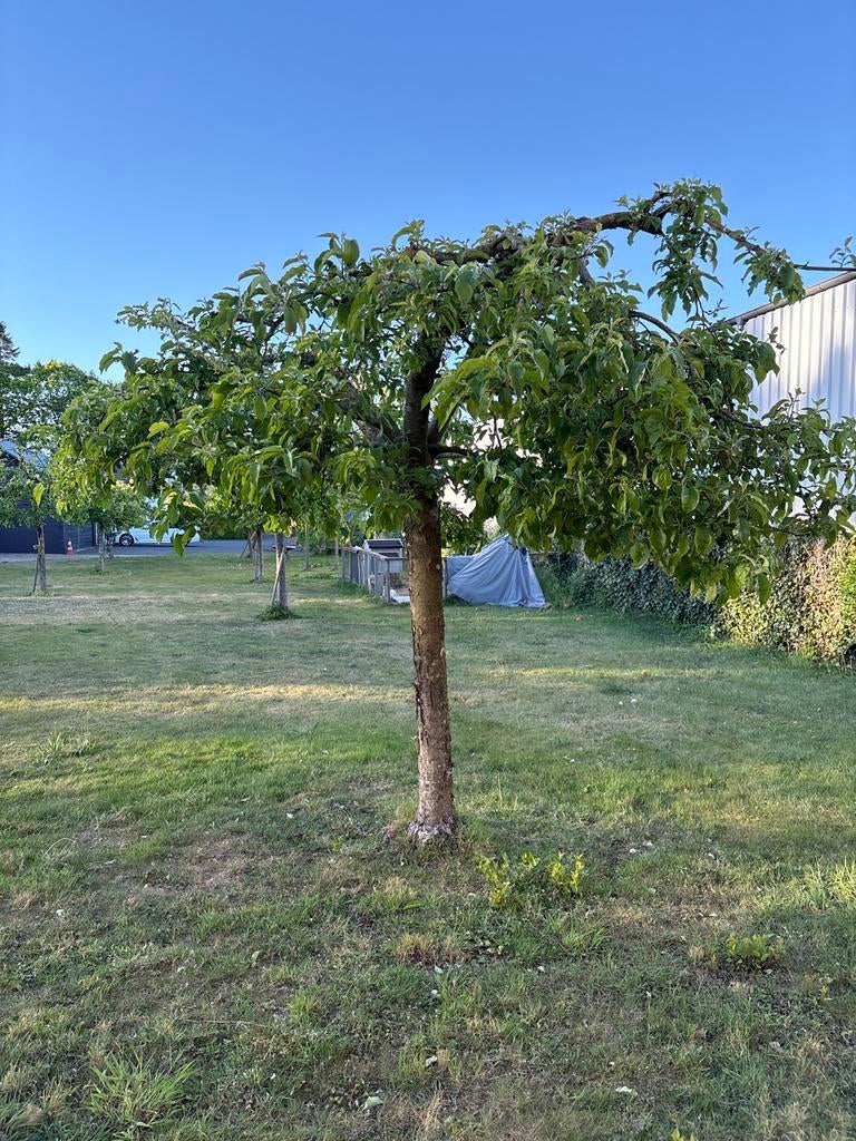 Appelbomen - ca. 3-3,5 meter hoog, Tuin en Terras, Planten | Fruitbomen, Ophalen, 250 tot 400 cm, Appelboom, Lente