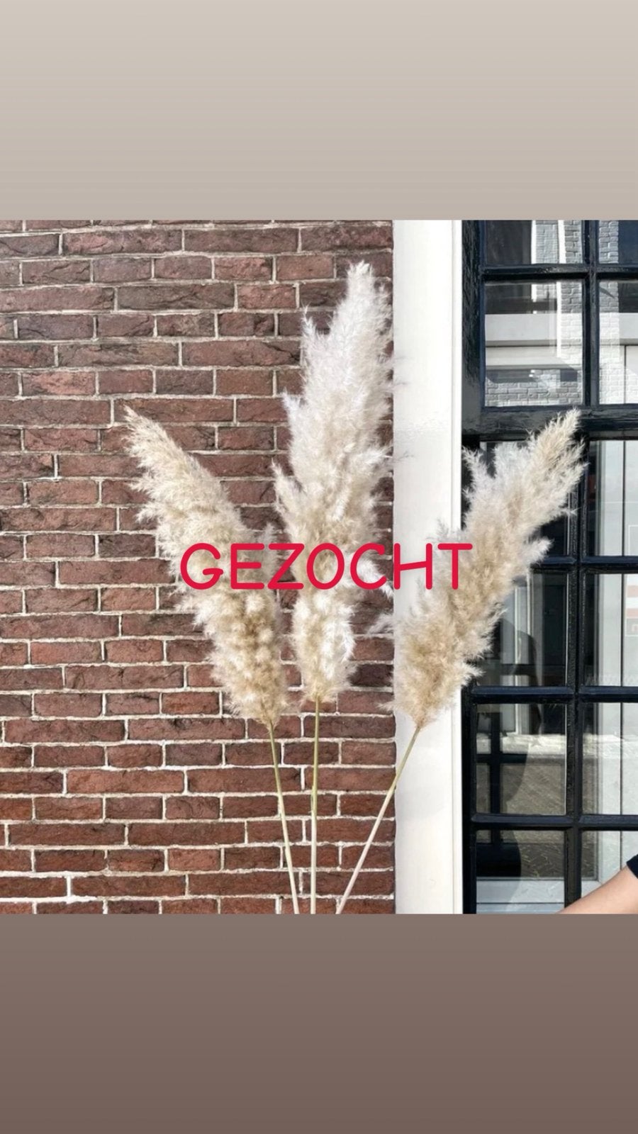 Let op gezocht! Pampas pluimen, Ophalen, Zo goed als nieuw