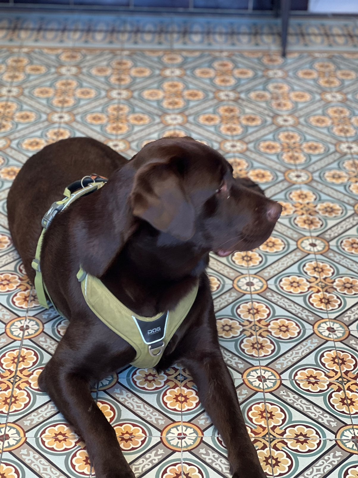 Gezocht honden uitlater/ wandelen met de hond, Overige niveaus, Starter, Overige vormen