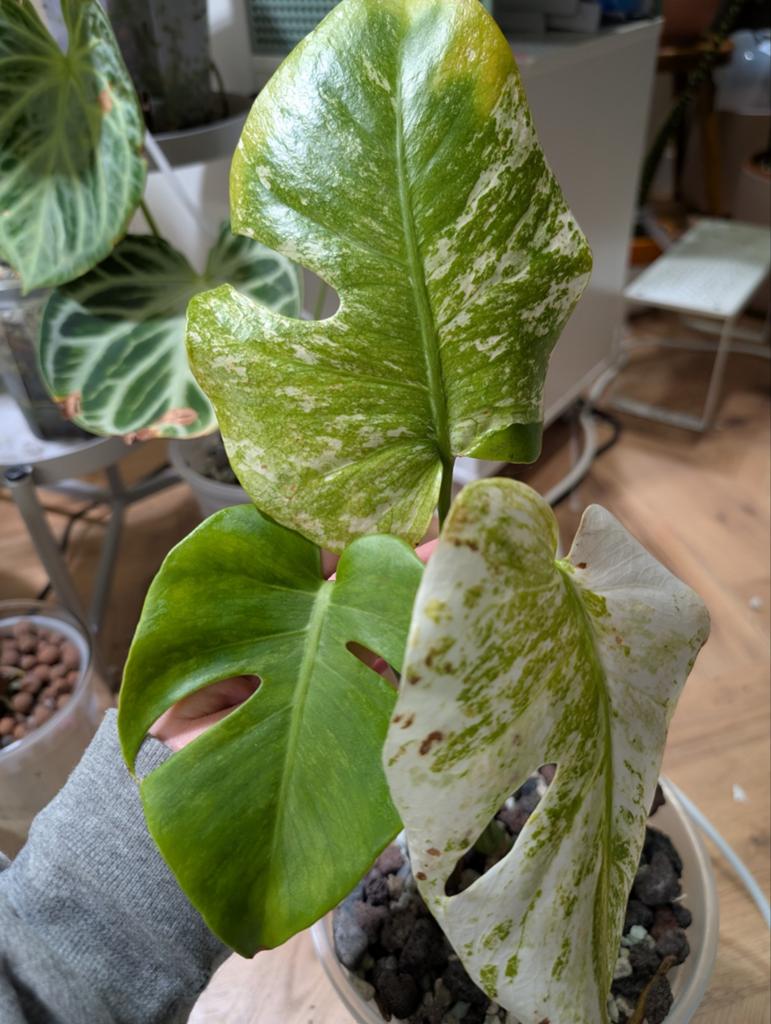Monstera Mint, Ophalen of Verzenden, Halfschaduw, Minder dan 100 cm