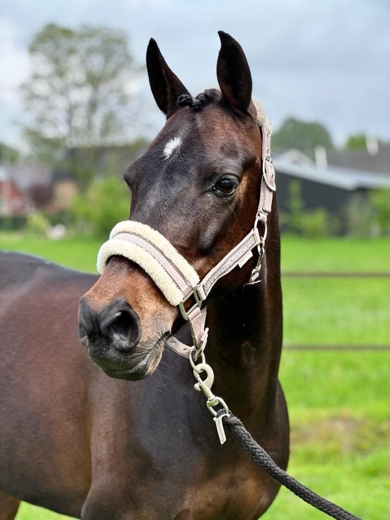 Prachtige allround NRPS D Pony merrie, Dieren en Toebehoren, Paarden, Merrie, Recreatiepaard, Ontwormd