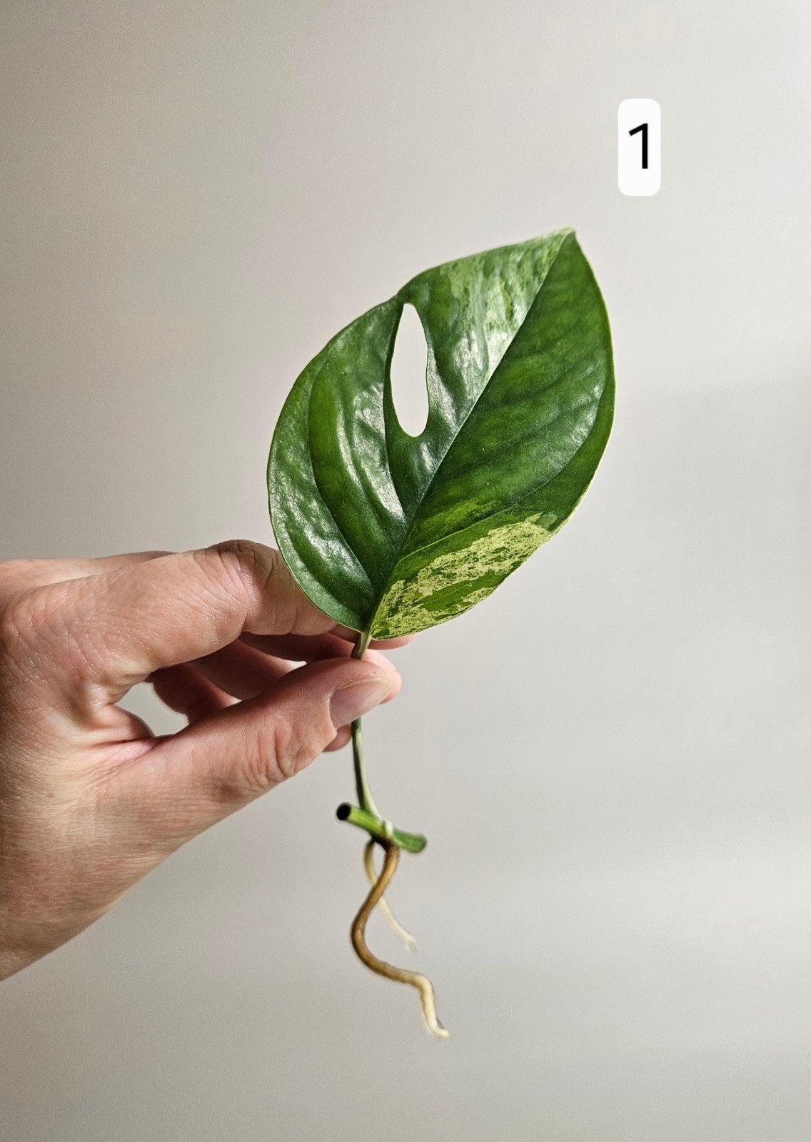 Epi. Pinnatum Marble Queen Variegata, Ophalen of Verzenden, Halfschaduw, Minder dan 100 cm