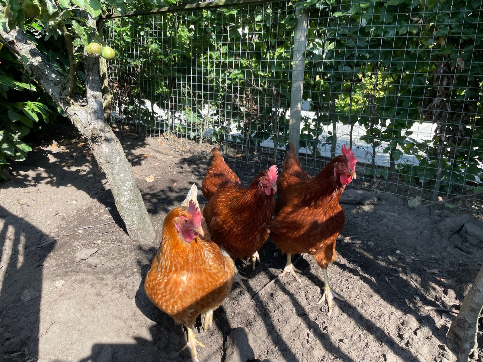 3 stuks Prachtige legkippen met toebehoren, Vrouwelijk, Kip
