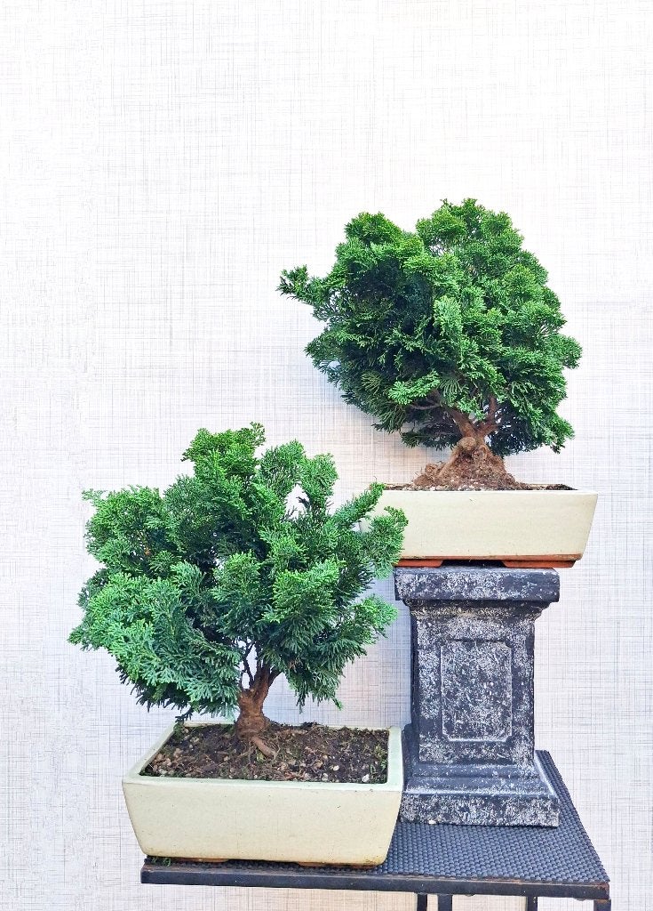 2 Bonsai Japanse Dwergcipres-Chamaecyparis O. Nana Gracillis, Tuin en Terras, In pot, Bloeit niet, Halfschaduw, Minder dan 100 cm