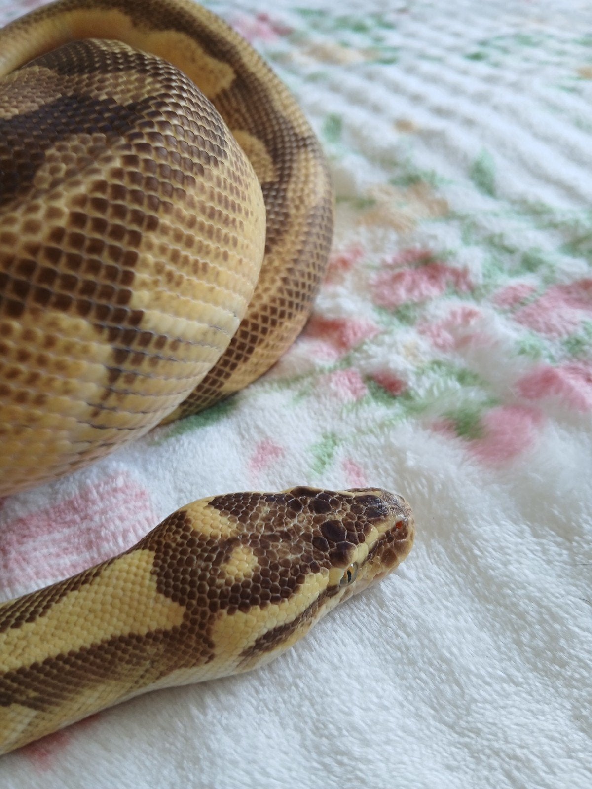 koningspython dames volwassen Ball Python photo 4