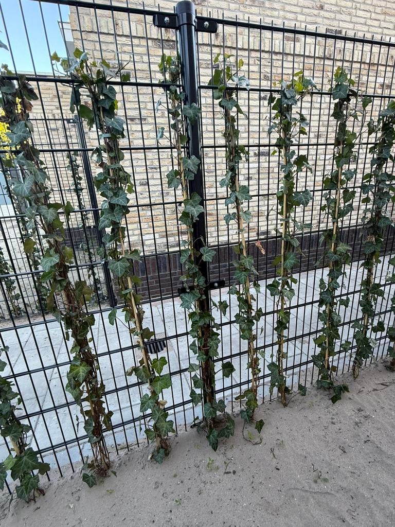 Nieuw dubbelstaafmat hekwerk zwart 1.85m + poort + 90 hedera, Ophalen, Zo goed als nieuw