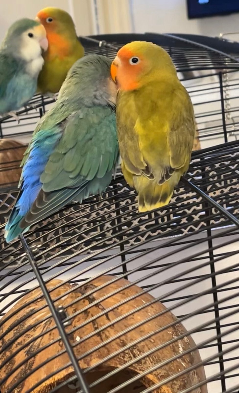 2 Agapornissen (dwergpapegaaien)inclusief kooi en toebehoren, Meerdere dieren, Dwergpapegaai of Agapornis