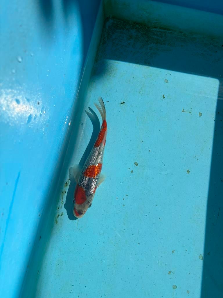 Ginrin goshiki koi koikarper vis koshiji vijver karper, Dieren en Toebehoren, Vissen | Vijvervissen, Karper of Koi