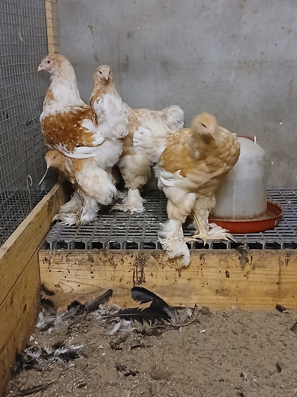 Toom Brahma zalm, Dieren en Toebehoren