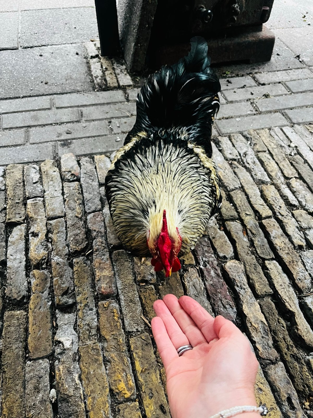 Tamme Kriel haan, Dieren en Toebehoren, Pluimvee, Mannelijk, Kip