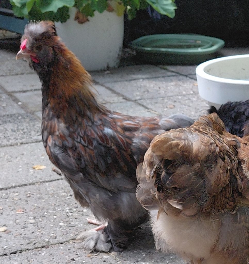 Haan zoekt lieve hennen..(2), Dieren en Toebehoren, Pluimvee, Mannelijk, Kip