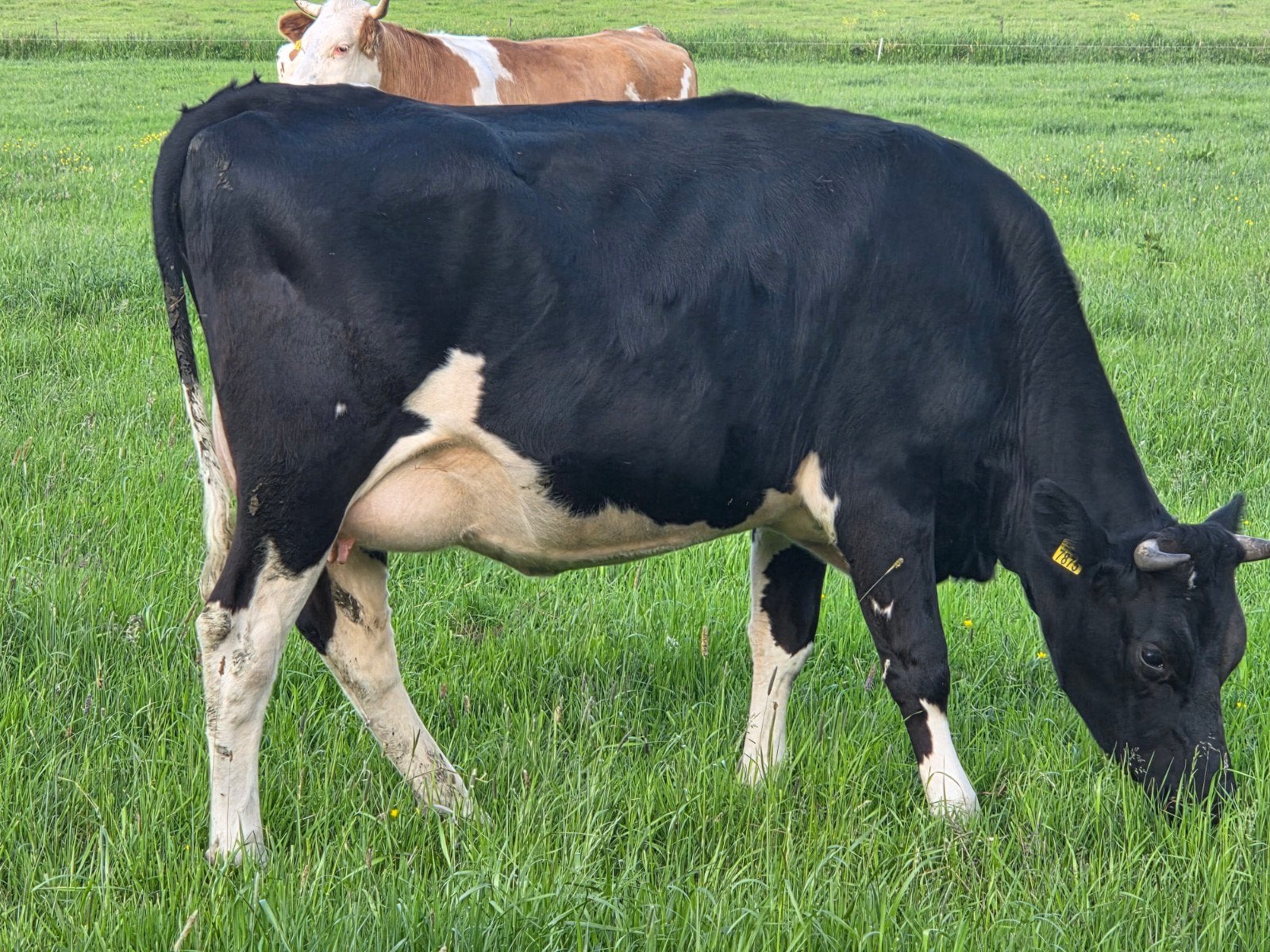 1 mooie hoog drachtige vaars, Dieren en Toebehoren, Vrouwelijk