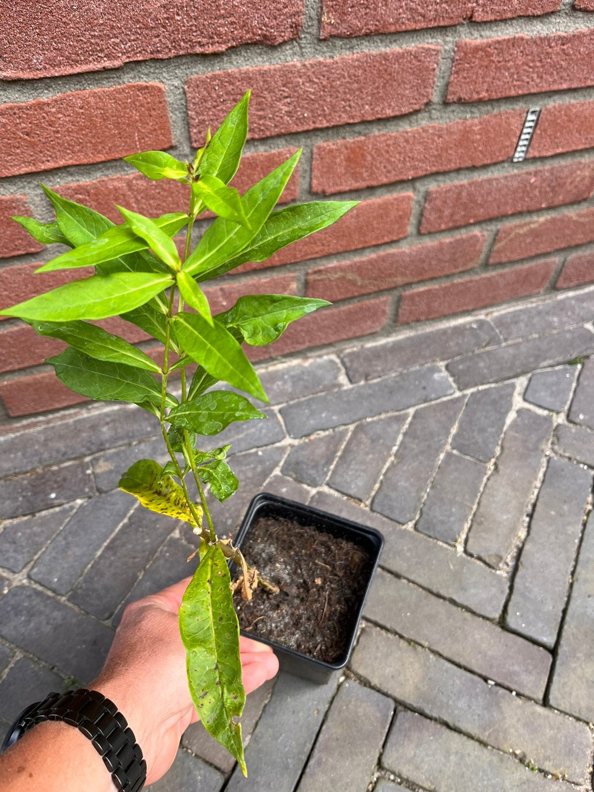 Paarse Vlambloem - Phlox paniculata., Tuin en Terras, Ophalen, Overige soorten, Halfschaduw