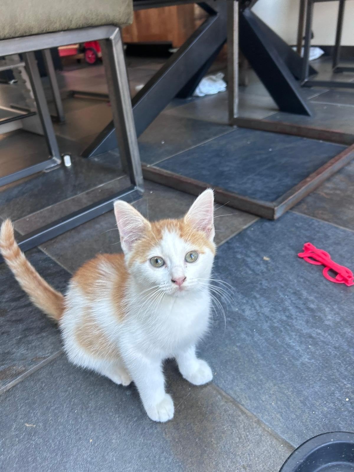 Kruising Siberische kittens, nog 1 katertje beschikbaar, Dieren en Toebehoren, Kater, Ontwormd, 0 tot 2 jaar