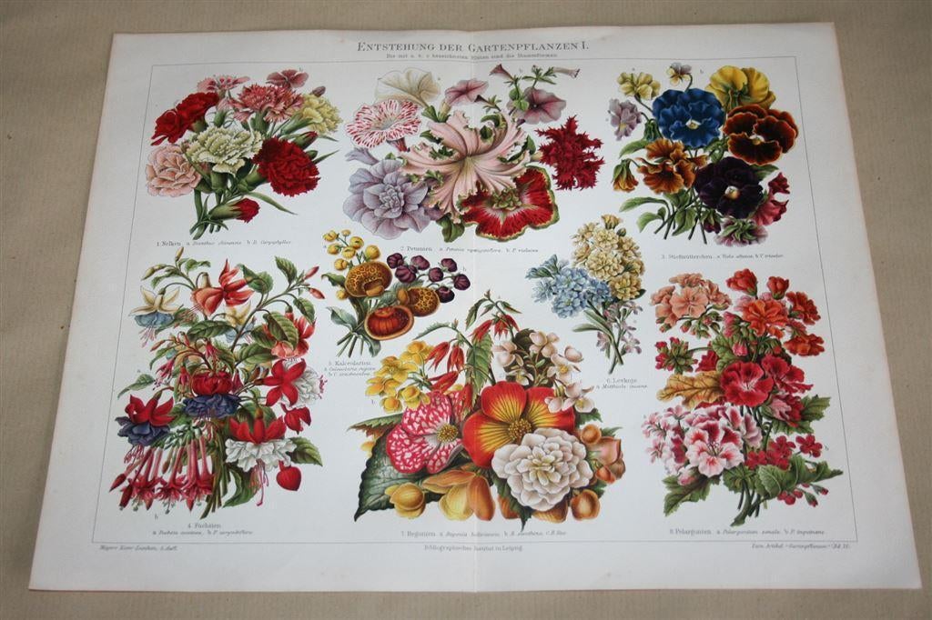 Antieke kleurenlitho - Ontwikkeling tuinbloemen - Ca 1900 !!, Ophalen of Verzenden