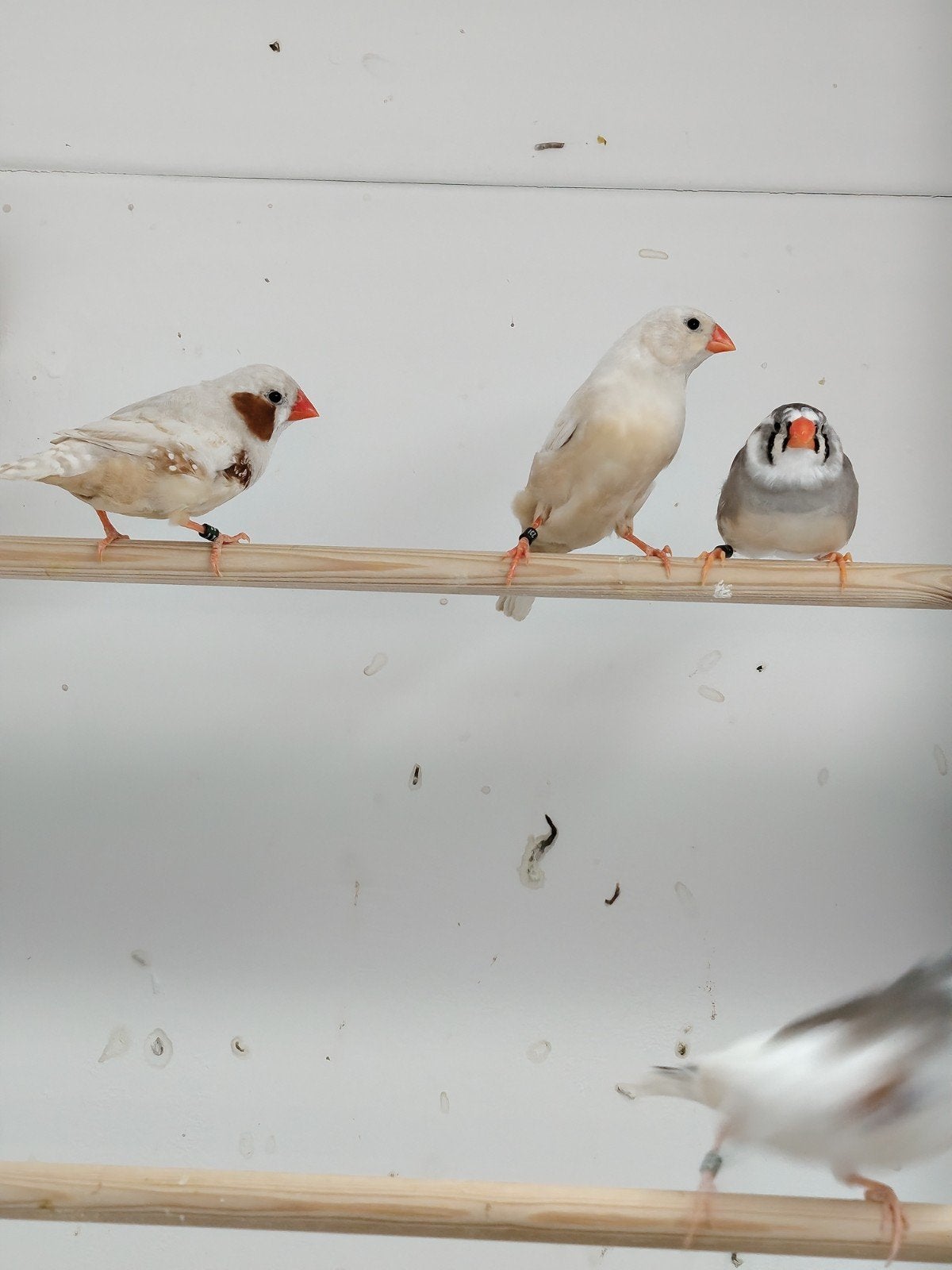 1-1 Zebravink Isabel bruin, Meerdere dieren, Tropenvogel, Geringd