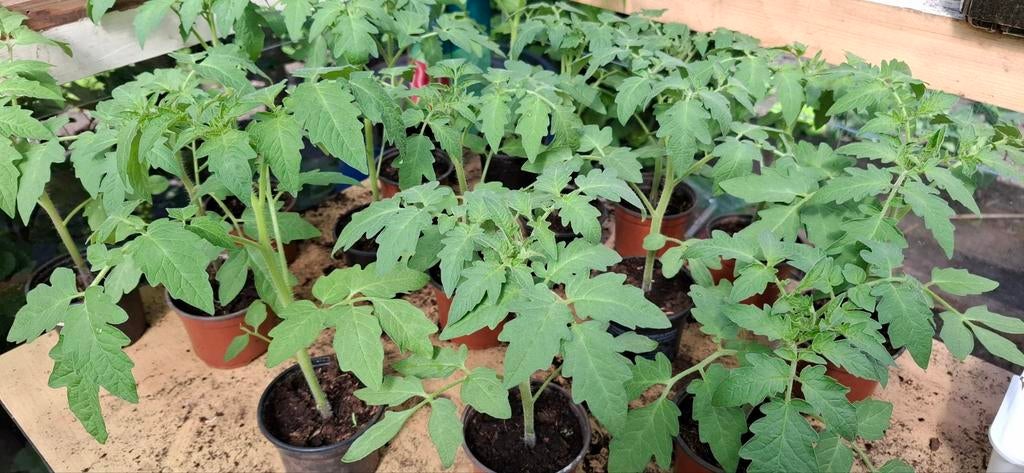 BIO tomaten planten, Ophalen of Verzenden, Eenjarig, Groenteplanten, Volle zon