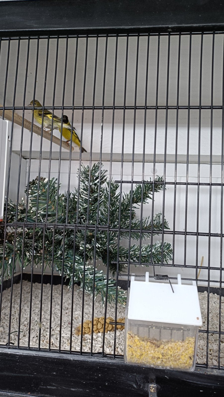 koppel zwartkopsijsen, Dieren en Toebehoren, Meerdere dieren, Wildzangvogel, Geringd