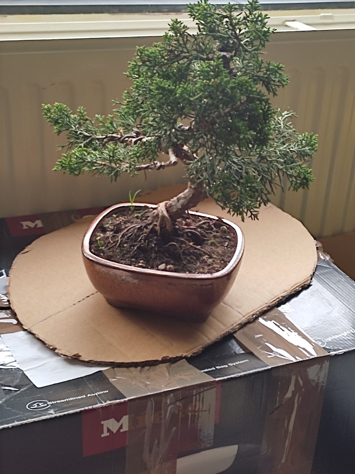 Bonsai kishu, Tuin en Terras, Volle zon, Bloeit niet, Minder dan 100 cm, Overige soorten