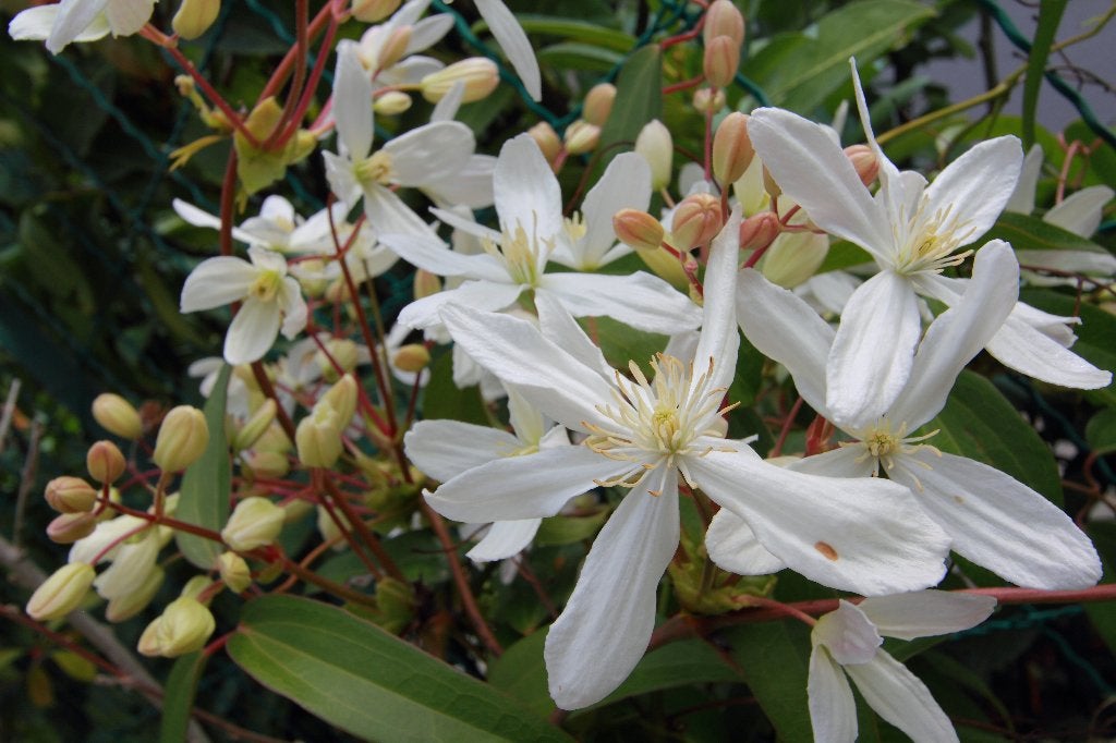 5x groenblijvende geurende Clematis armandii €75, Tuin en Terras, Vaste plant, Ophalen of Verzenden, Halfschaduw, Klimplanten
