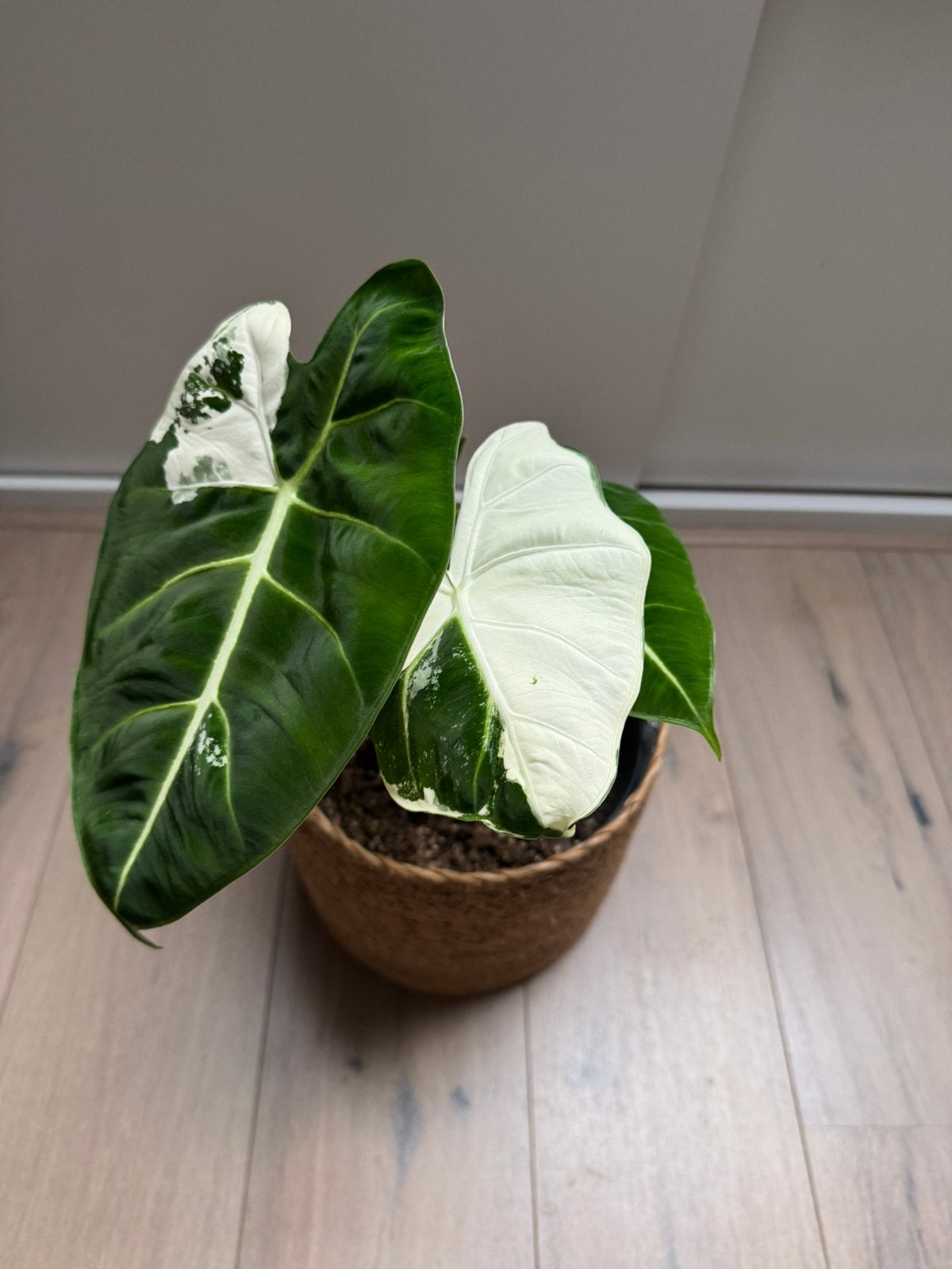 Alocasia micholitziana frydek variegata, Ophalen of Verzenden, Halfschaduw, Minder dan 100 cm