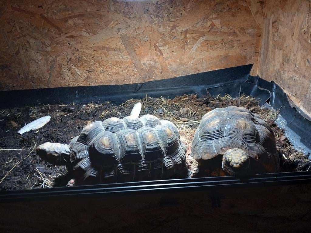 Kolenbrander landschildpadden, Schildpad, Tam, 3 tot 6 jaar