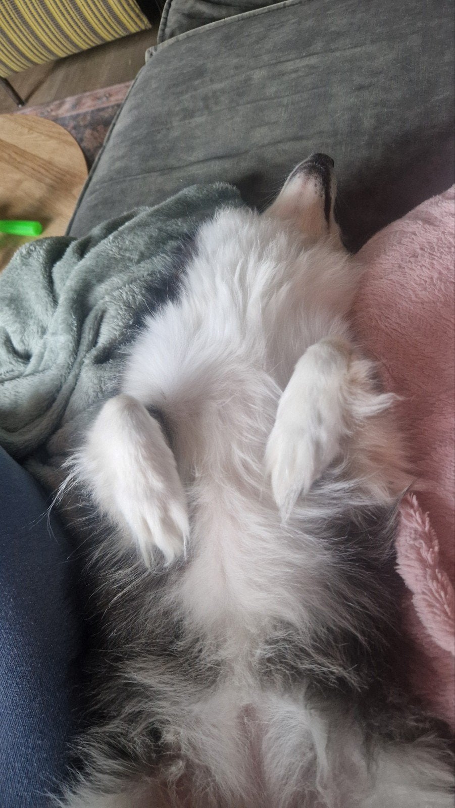 Lief hondje Ginny, Dieren en Toebehoren, Honden | Niet-rashonden, 6 jaar of ouder, Teef, Parvo, Eén hond
