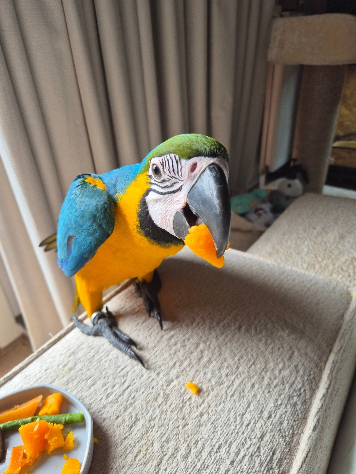 Ontzettend lieve ara man van 6 maanden te koop, Mannelijk, Papegaai