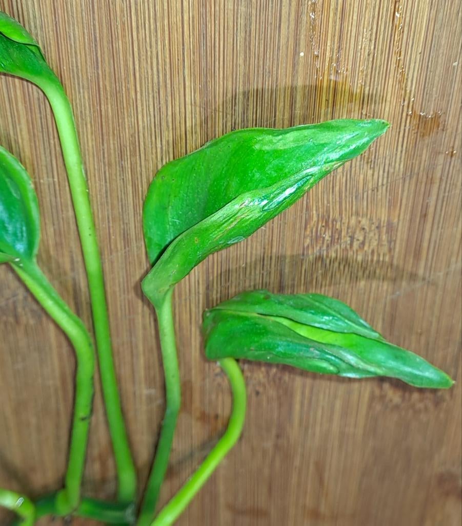 Epipremnum Shangri-la, Ophalen of Verzenden, Halfschaduw, Minder dan 100 cm