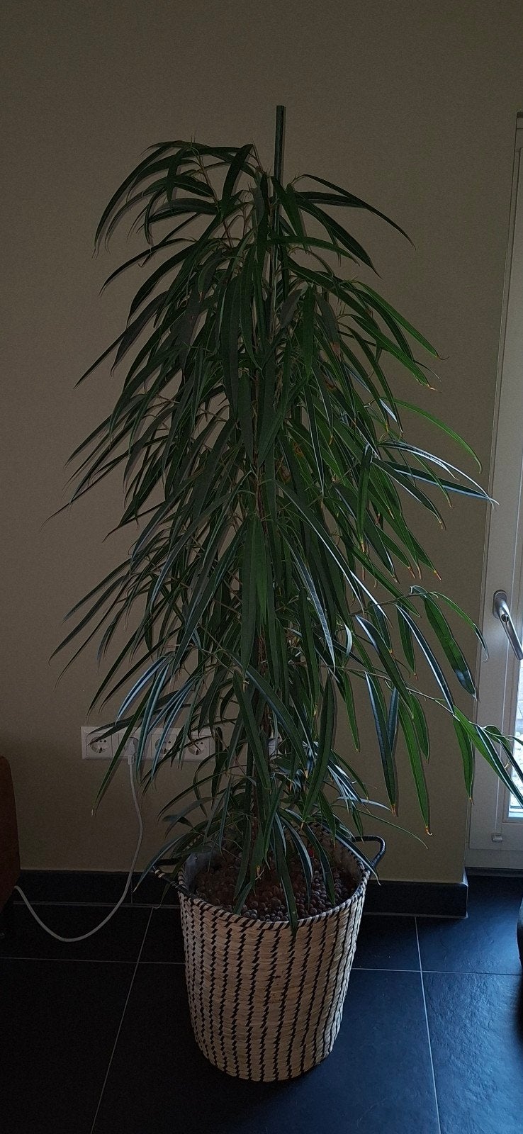 Grote kamerplant in mand, Huis en Inrichting, Ophalen, Ficus, Halfschaduw, In pot