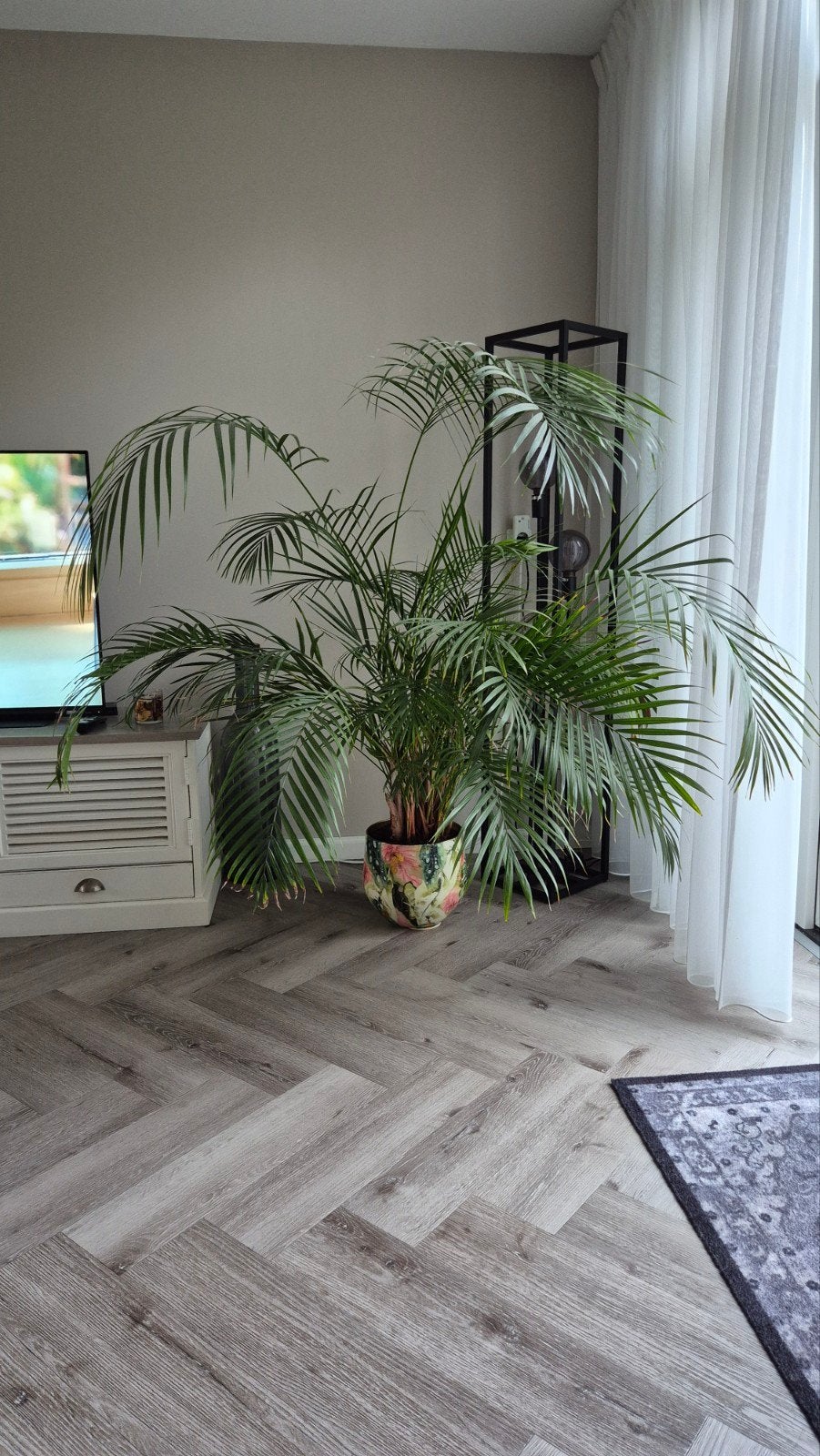 Grote kamerplant Goudpalm, Ophalen, Palm, Halfschaduw, Minder dan 100 cm