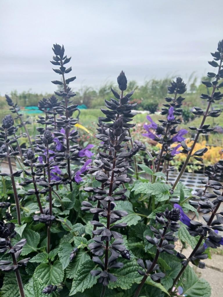 Salvia Salgoon 'Lake Blueberry' - Vaste Plant € 6.20, Tuin en Terras, Planten | Tuinplanten, Ophalen, Overige soorten, Volle zon