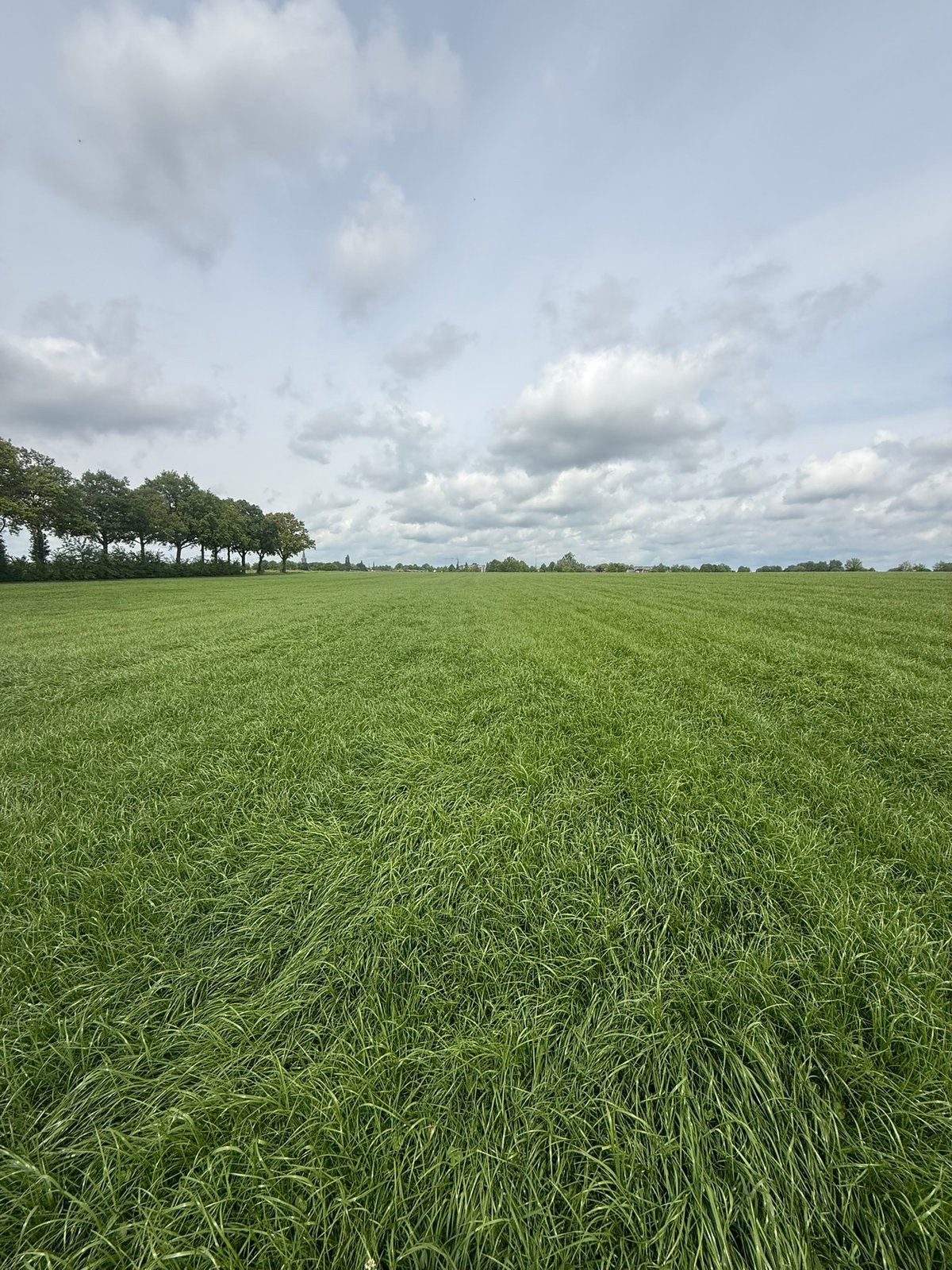 Gras op stam / grasgewas graskuil, Ophalen of Verzenden, Vee