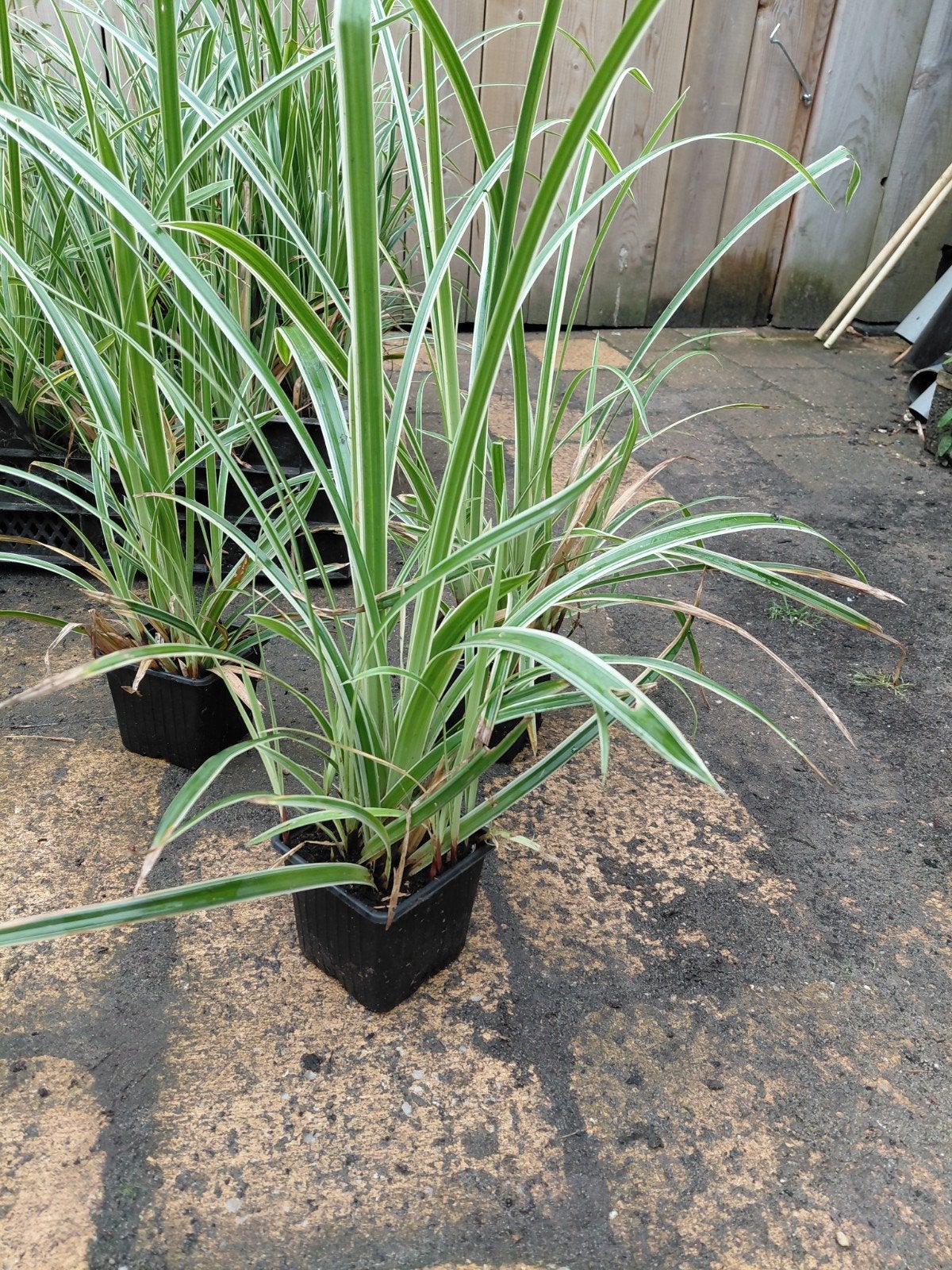 Carex Bonte - Siergras voor elke tuin, Ophalen