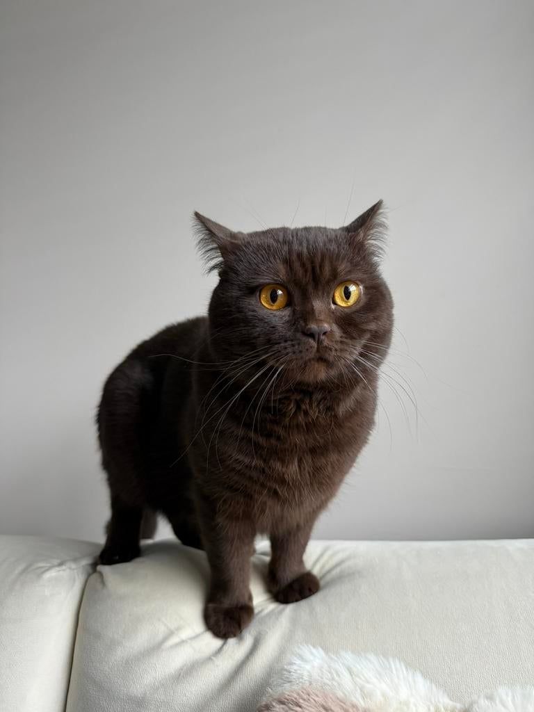 !Dekkater! Britse Korthaar chocolate brown met gouden ogen, Dieren en Toebehoren, Kater, Gechipt