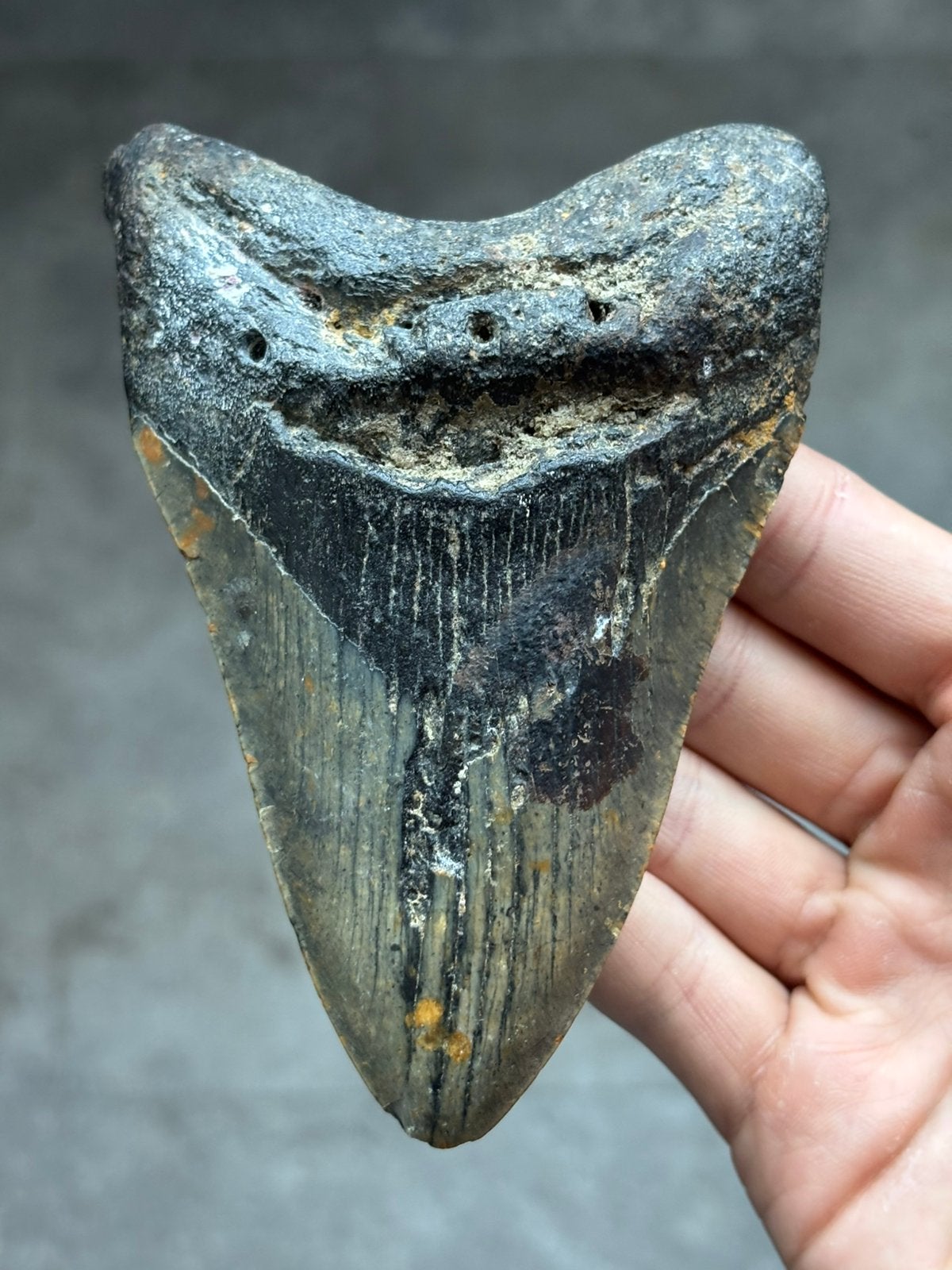 Fossiele haaientand Otodus Megalodon North Carolina, Ophalen of Verzenden, Fossiel