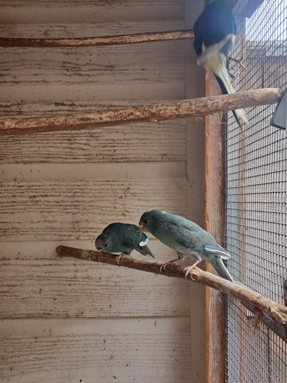 2 kakarikis, Dieren en Toebehoren, Vogels | Overige Vogels, Meerdere dieren, Geringd